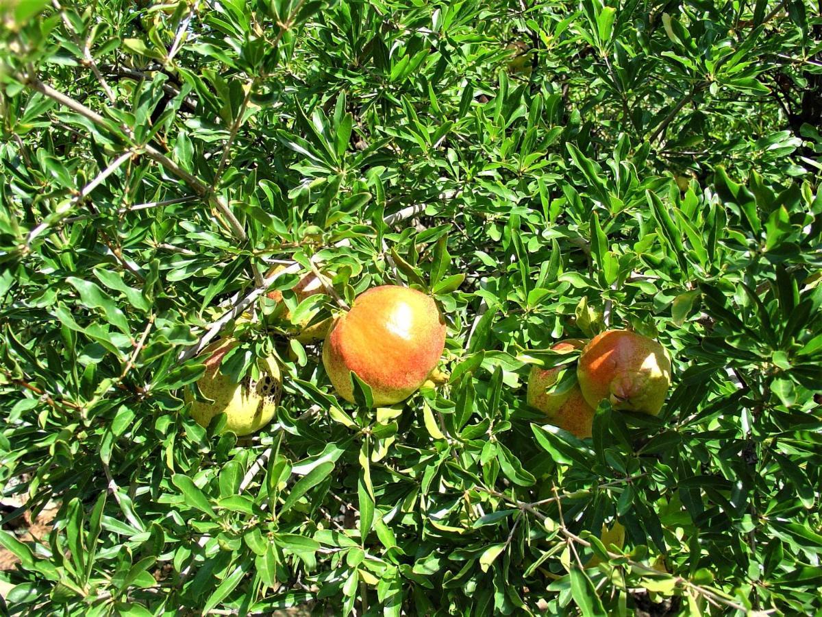 Ampelos Estate أكراتا المظهر الخارجي الصورة