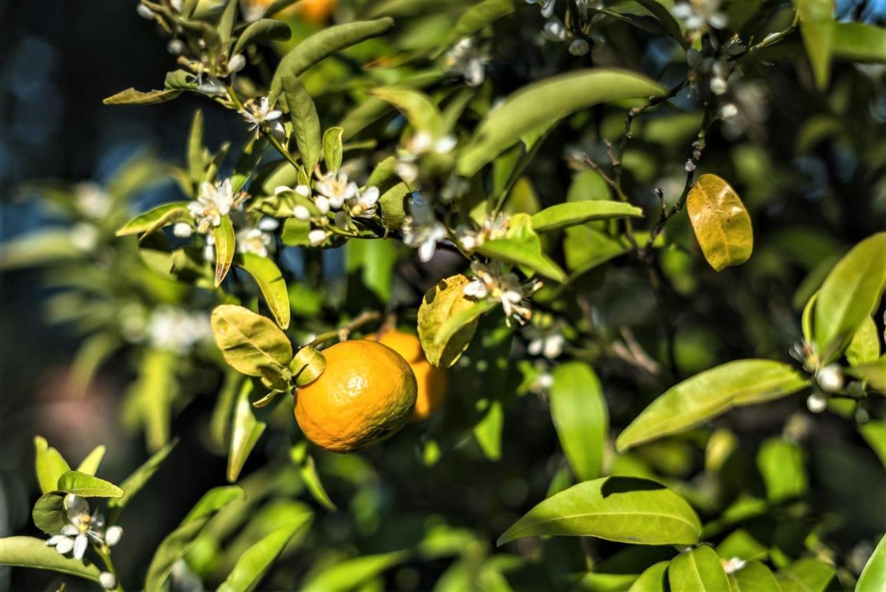Ampelos Estate أكراتا المظهر الخارجي الصورة